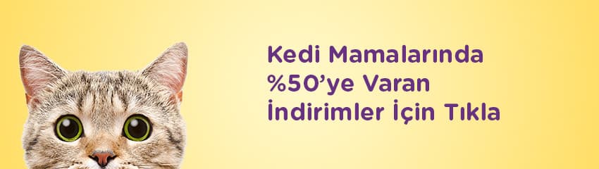 Asil ve Zarif İran Kedisi